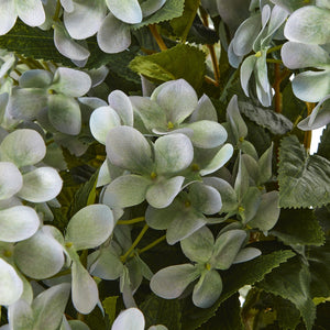Hydrangea Plant In Pot_5059