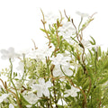 Italian White Bellflower_5004