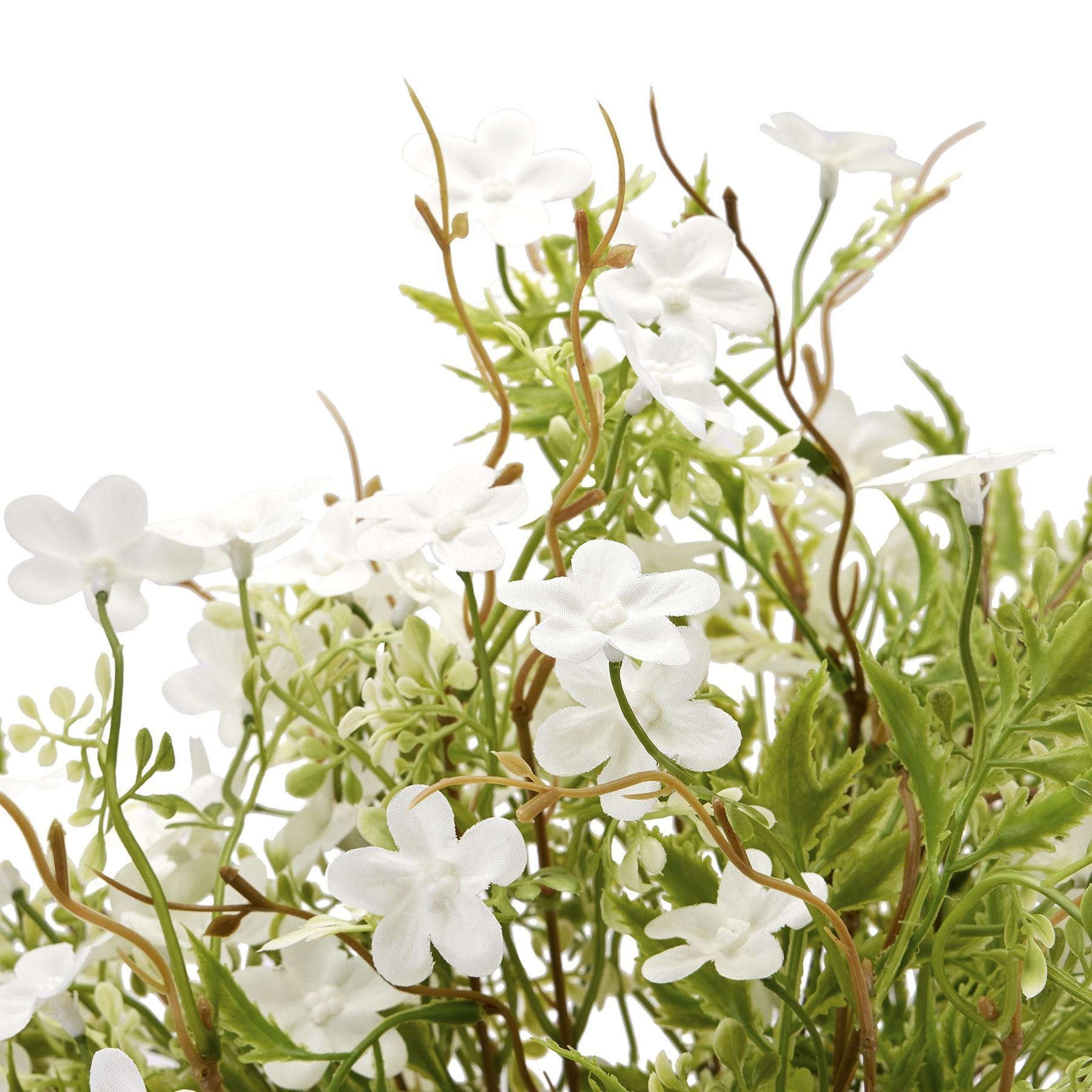 Italian White Bellflower_5004