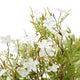 Italian White Bellflower_5004