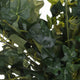 Ivy Pick_5009
