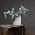 Lambs Ear Spray_5010