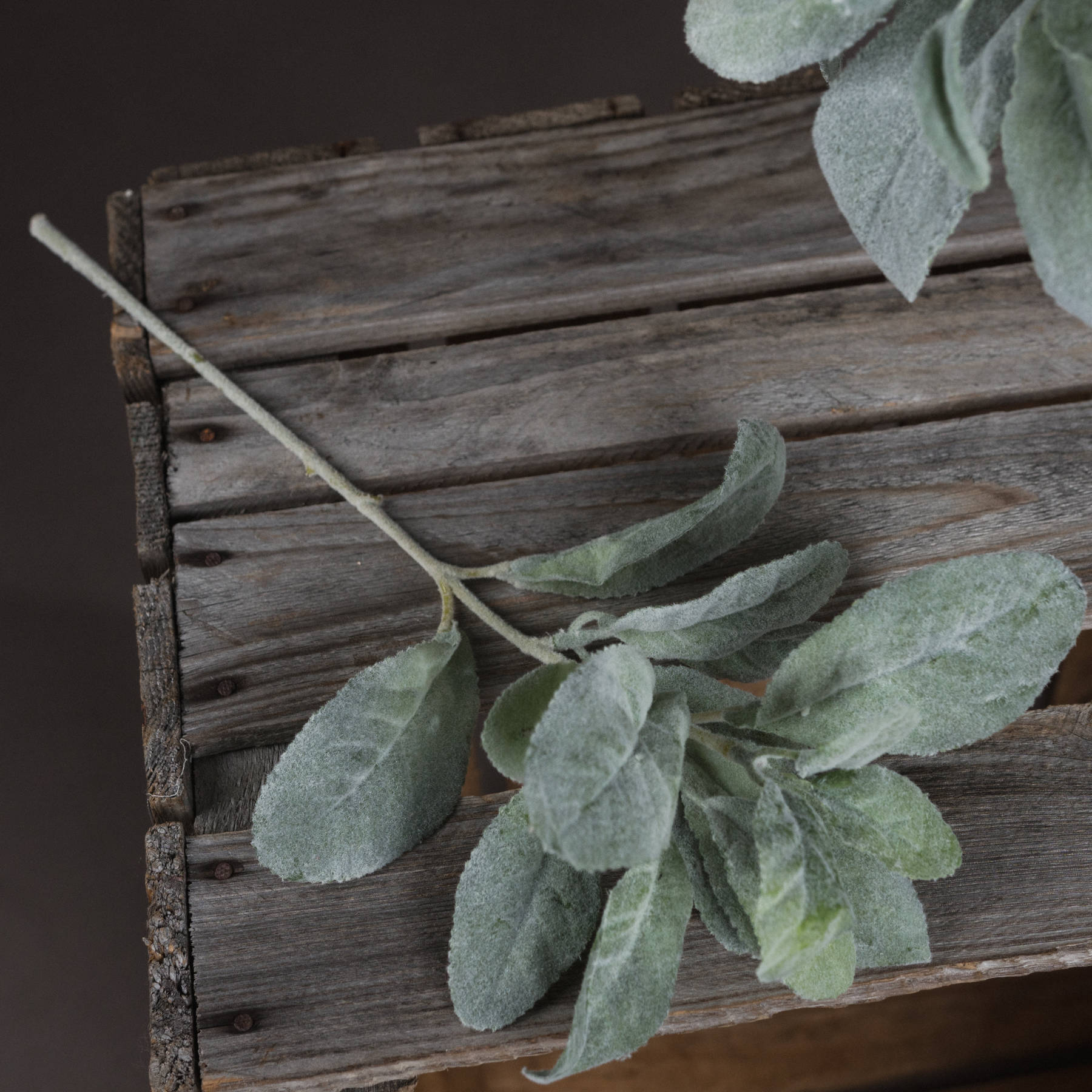 Lambs Ear Spray_5011