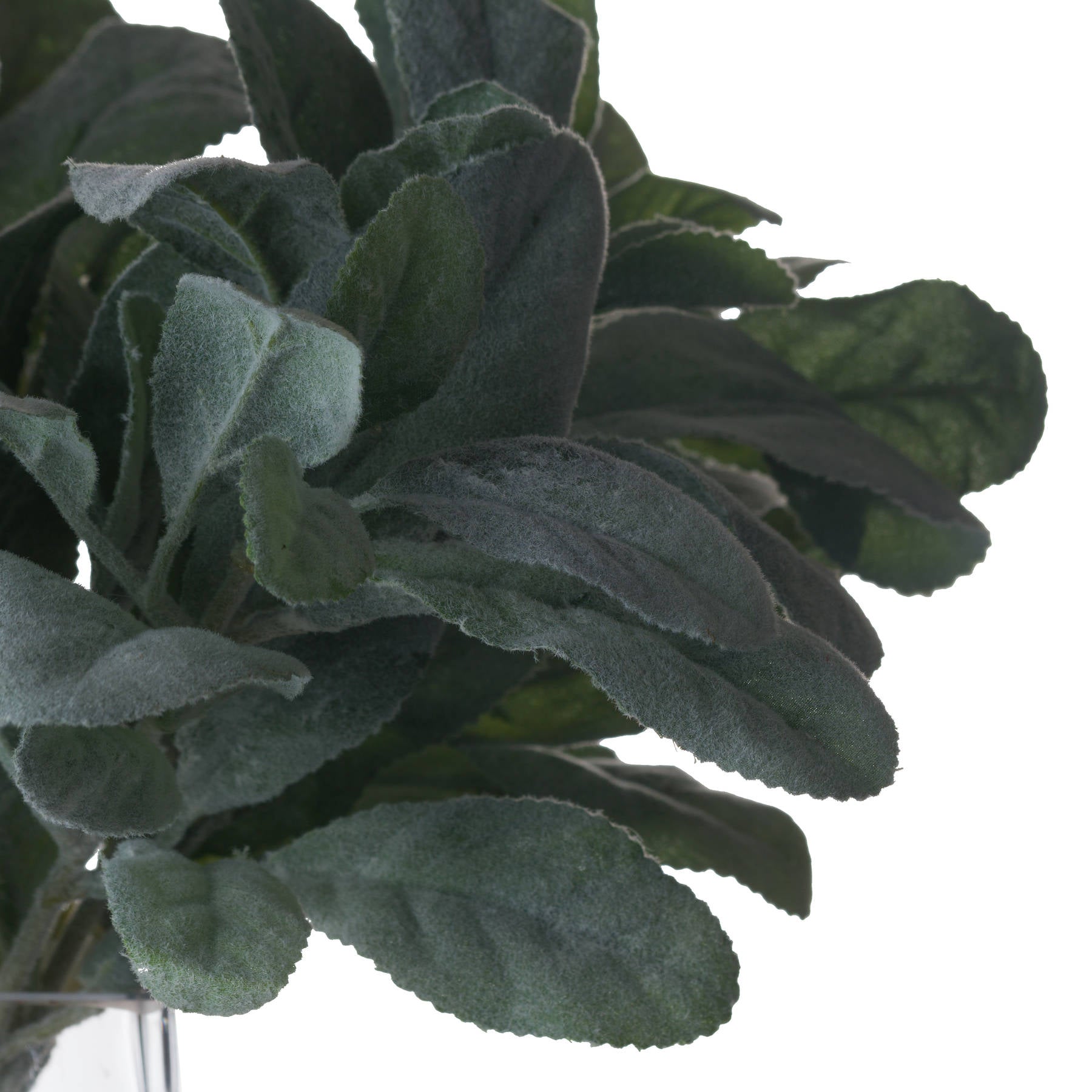 Lambs Ear Spray_5014
