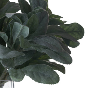 Lambs Ear Spray_5014