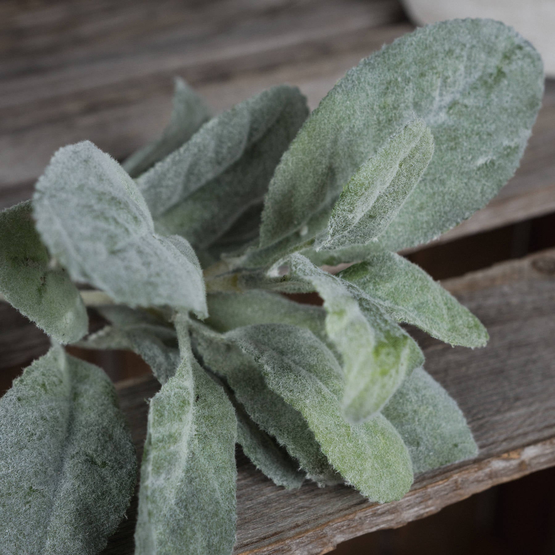 Lambs Ear Spray_5012