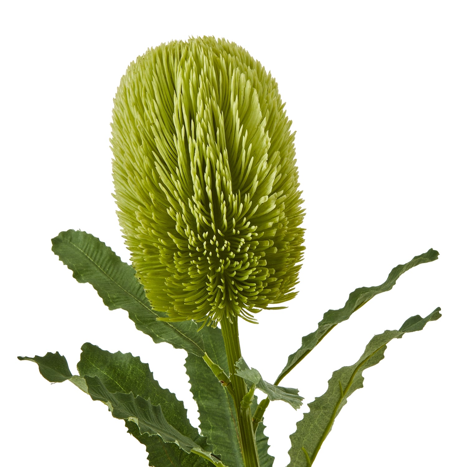 Large Banksia Serrata Stem_5049