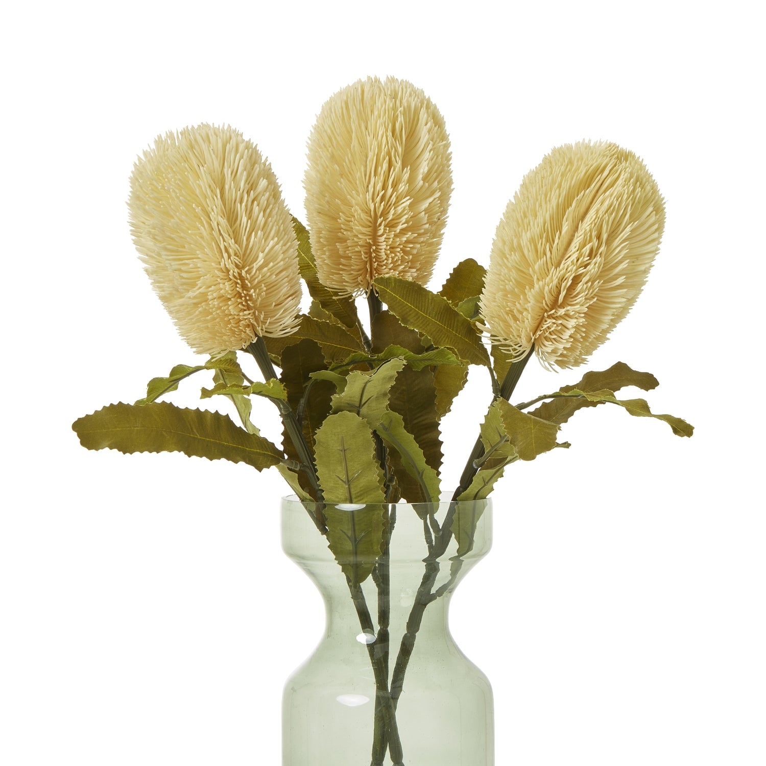 Large Banksia Serrata Stem_5038
