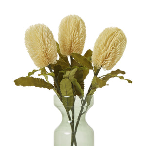 Large Banksia Serrata Stem_5038