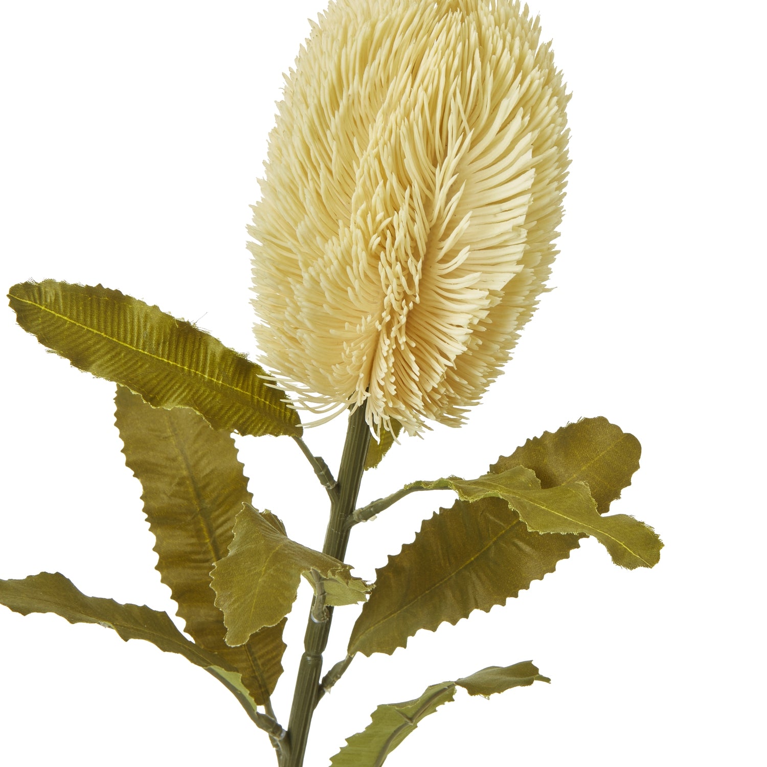 Large Banksia Serrata Stem_5037
