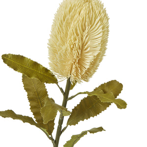 Large Banksia Serrata Stem_5037
