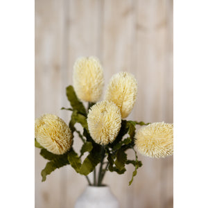 Large Banksia Serrata Stem_5040