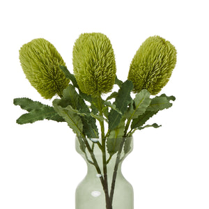 Large Banksia Serrata Stem_5050