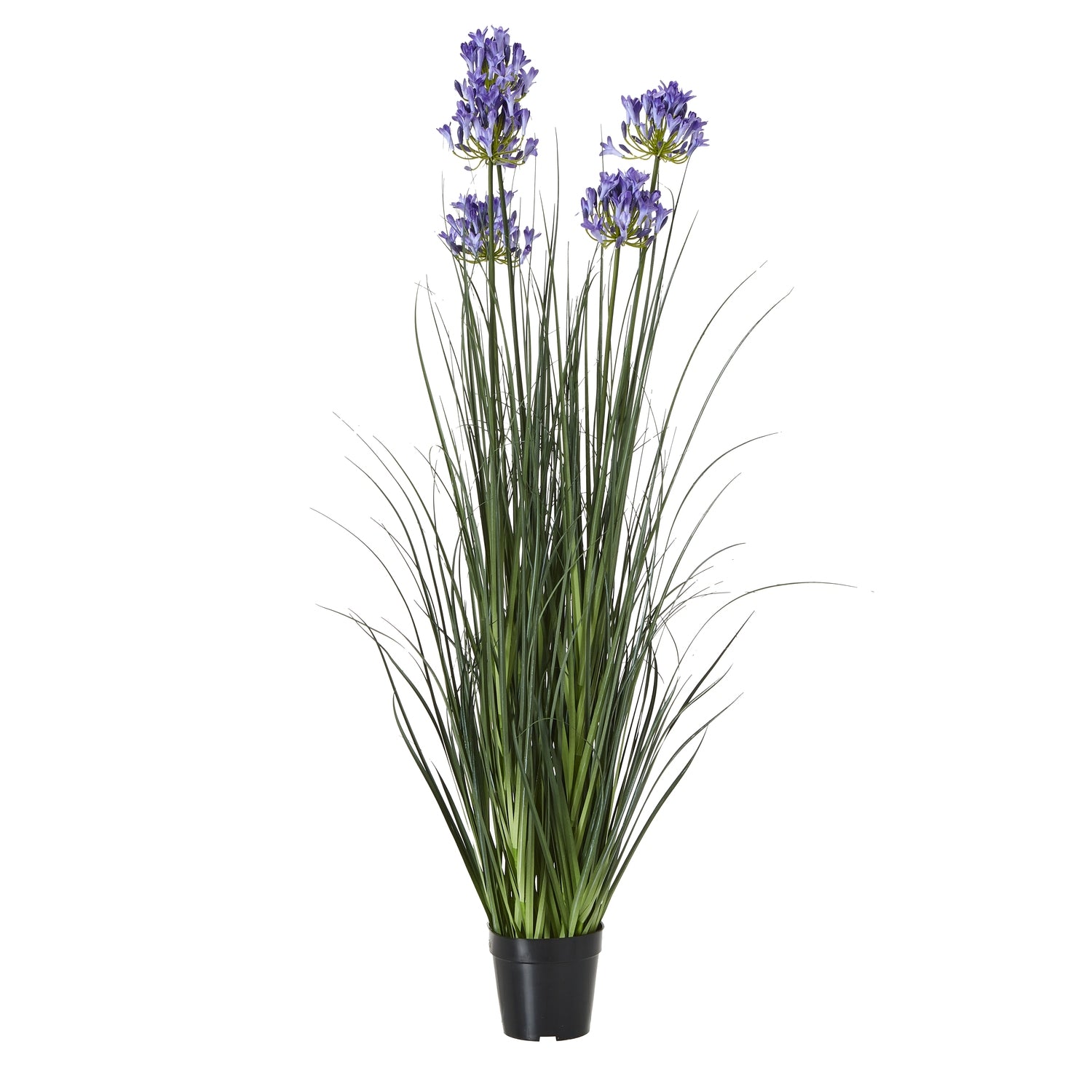Agapanthus Plant In Pot_5017