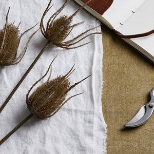 Large Brown Triple Teasle Stem_5026