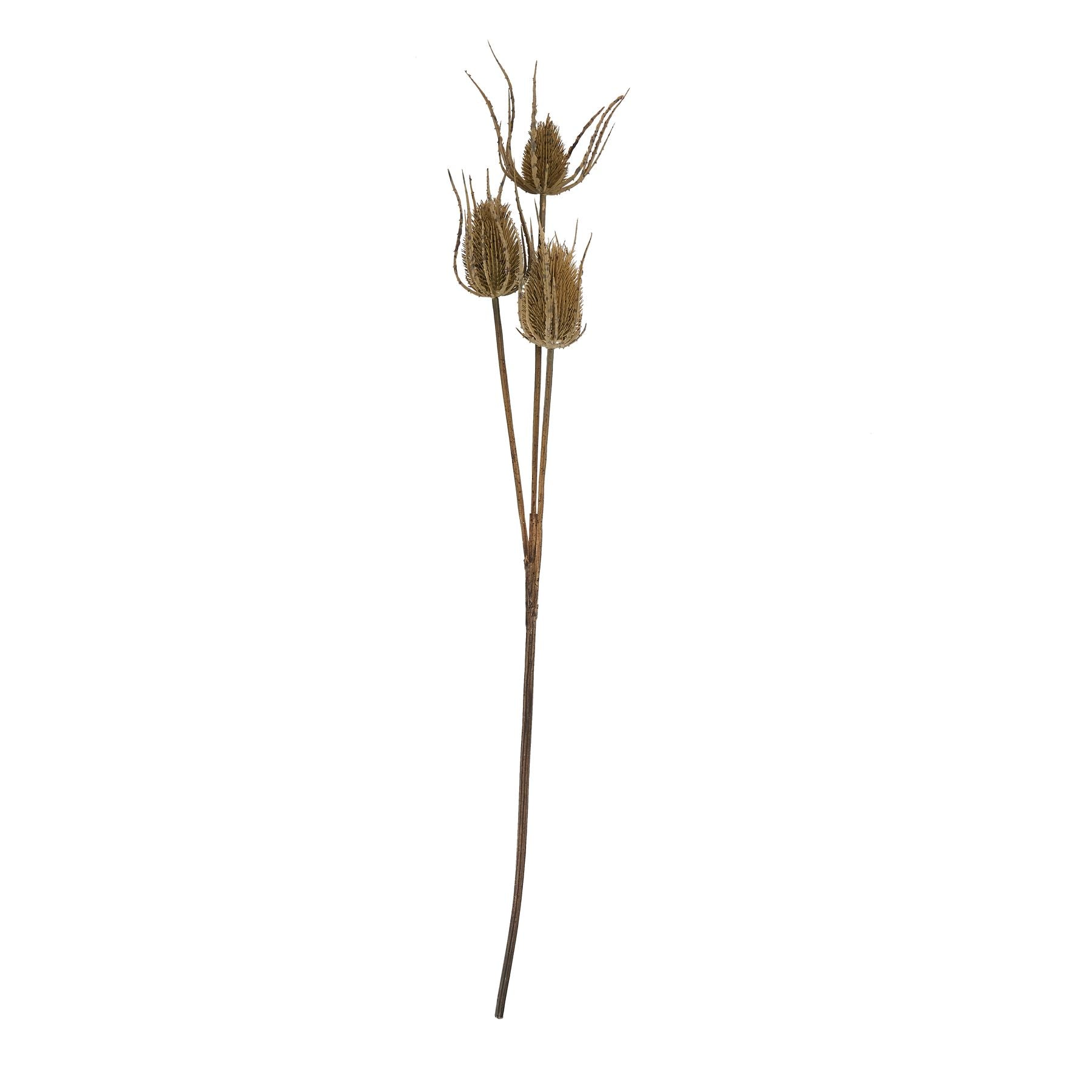 Large Brown Triple Teasle Stem_5027