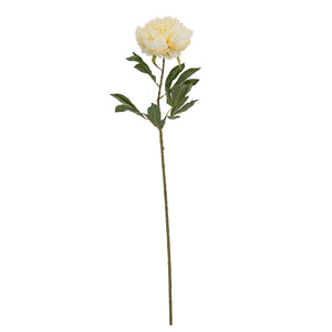 Large Buttermilk Double Peony Stem_5030