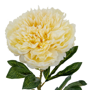 Large Buttermilk Double Peony Stem_5031