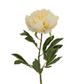 Large Buttermilk Double Peony Stem_5029