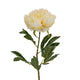 Large Buttermilk Double Peony Stem_5029