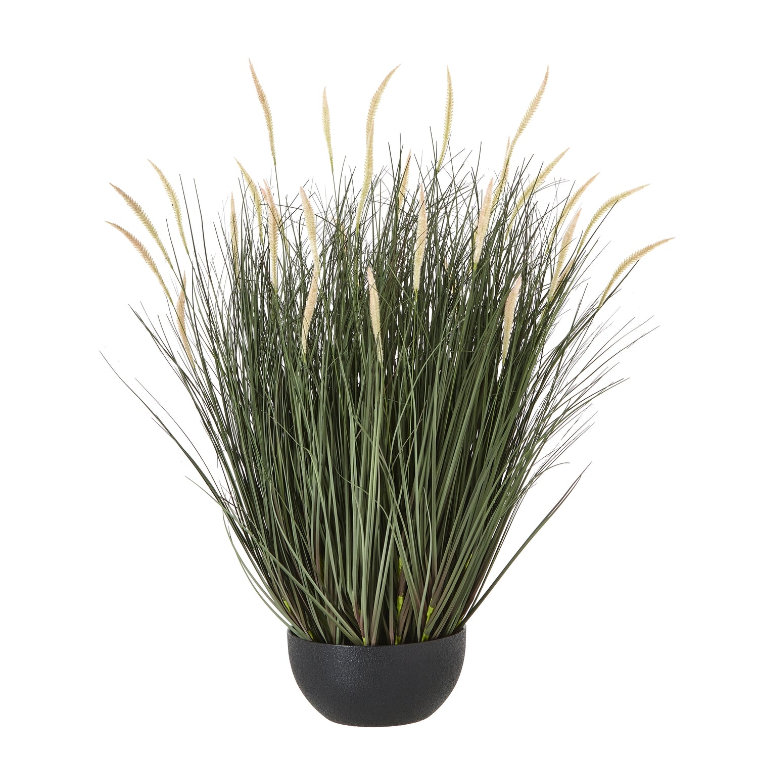 Fountain Grass Plant In Pot_5044