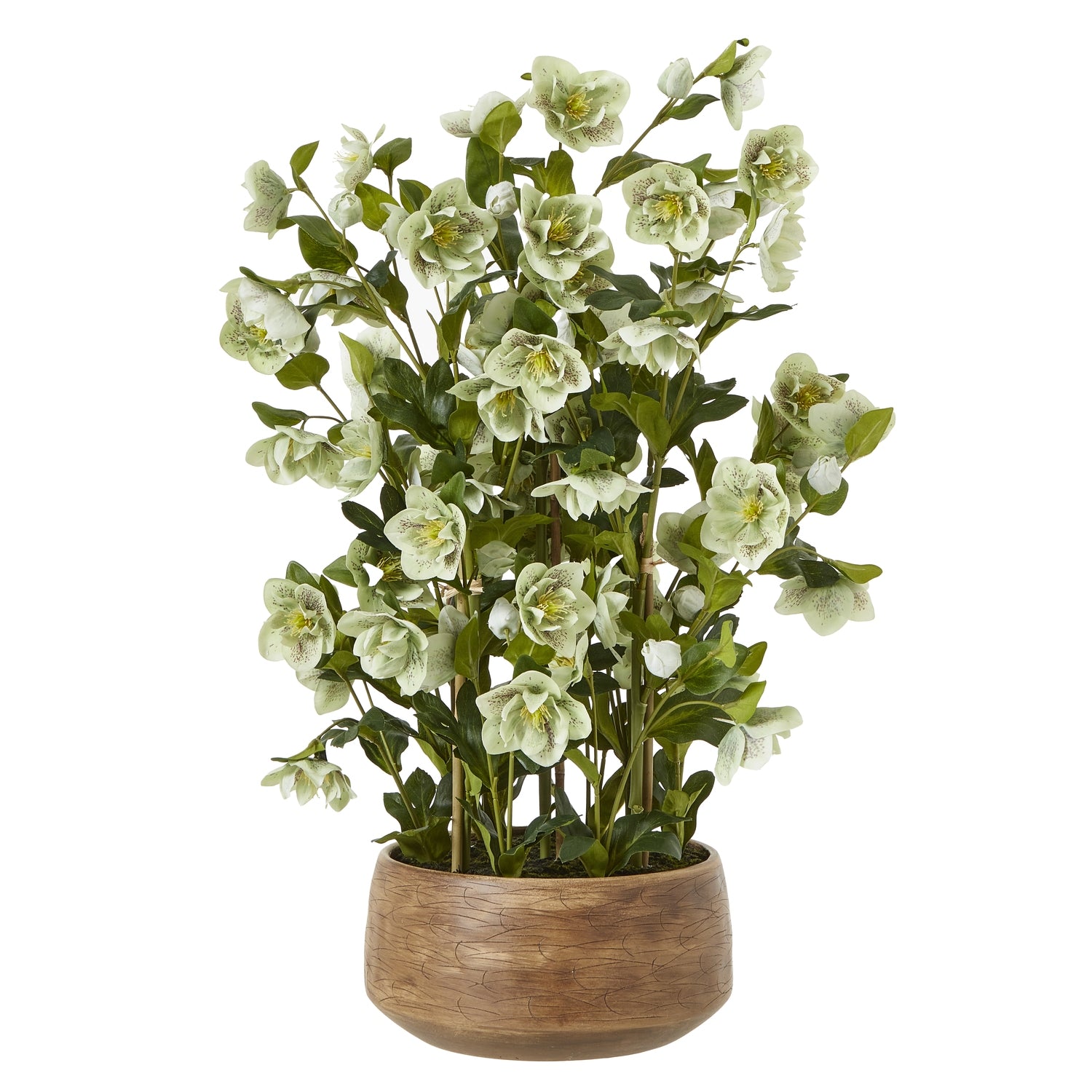 Large Green Hellebore in Taupe Pot_5053