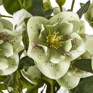 Large Green Hellebore in Taupe Pot_5057