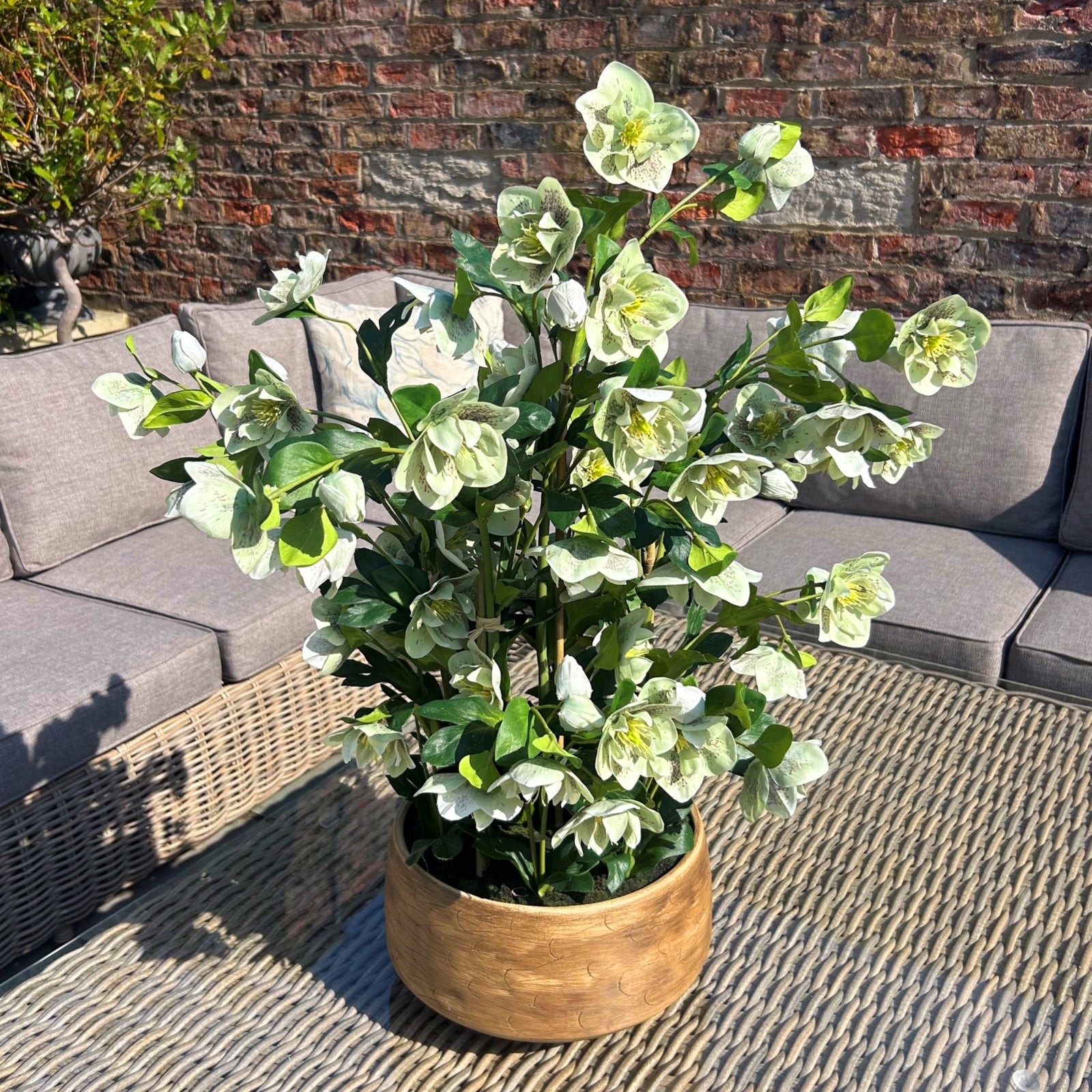 Large Green Hellebore in Taupe Pot_5054