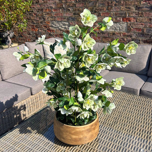 Large Green Hellebore in Taupe Pot_5054