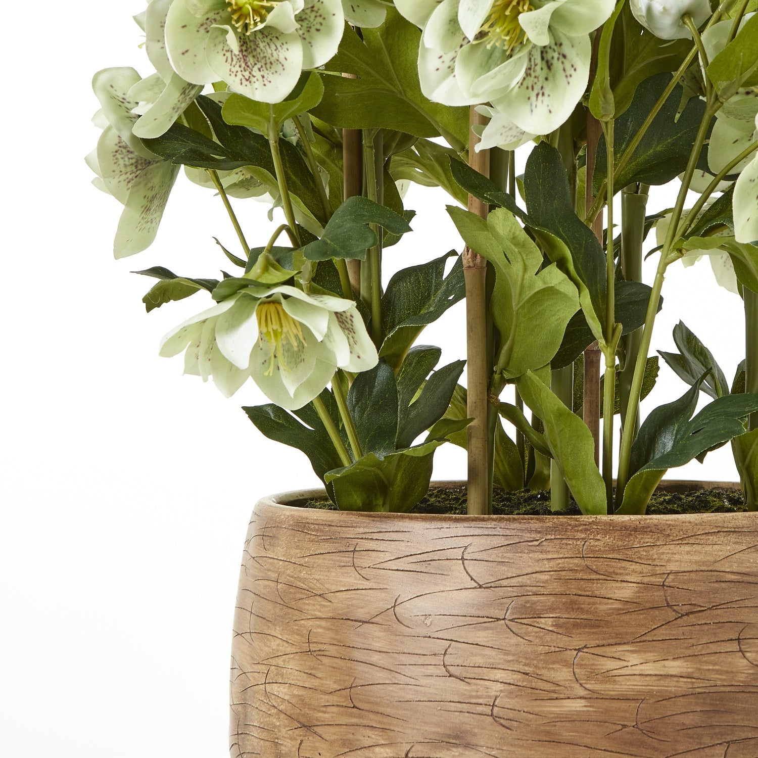Large Green Hellebore in Taupe Pot_5056