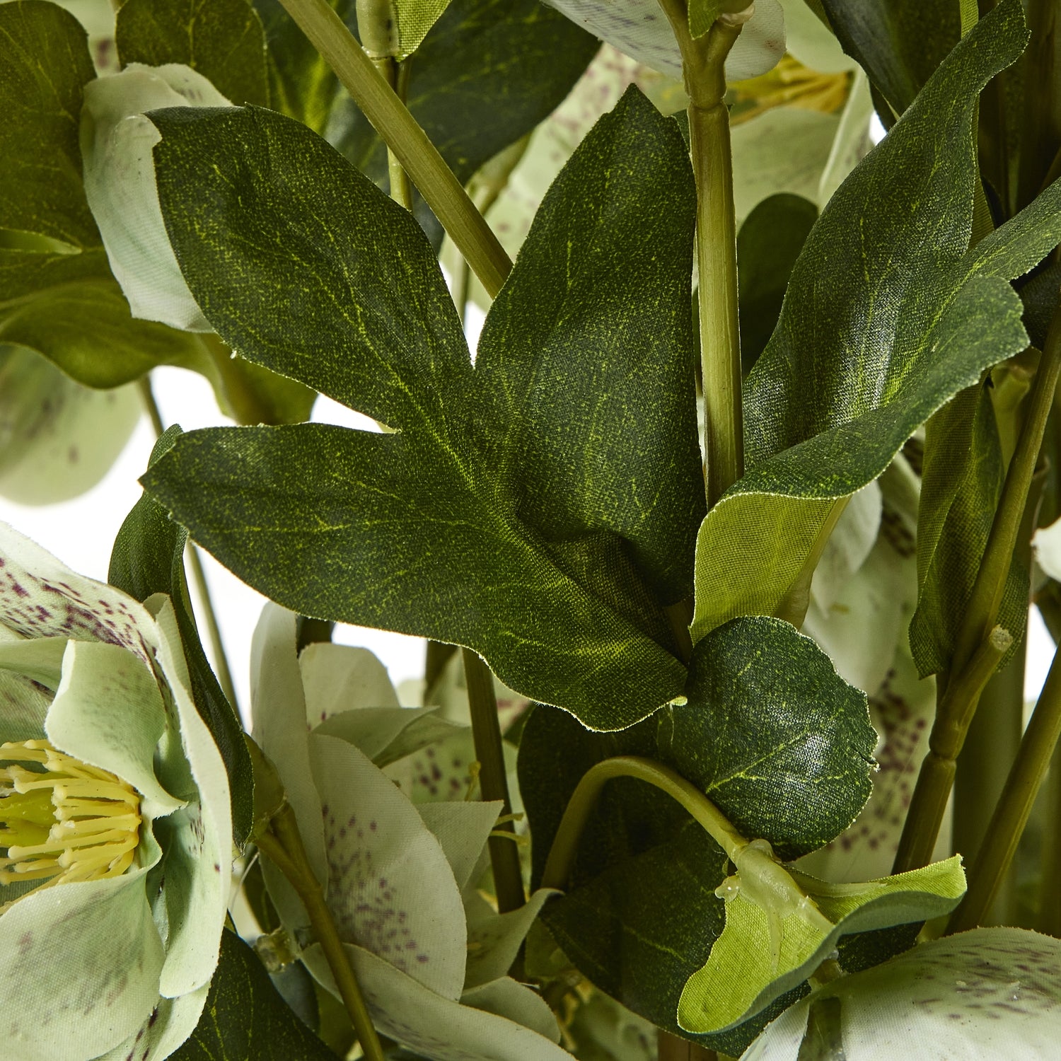 Large Green Hellebore in Taupe Pot_5055
