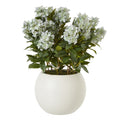 Hydrangea Plant In Pot_5058