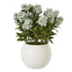 Hydrangea Plant In Pot_5058