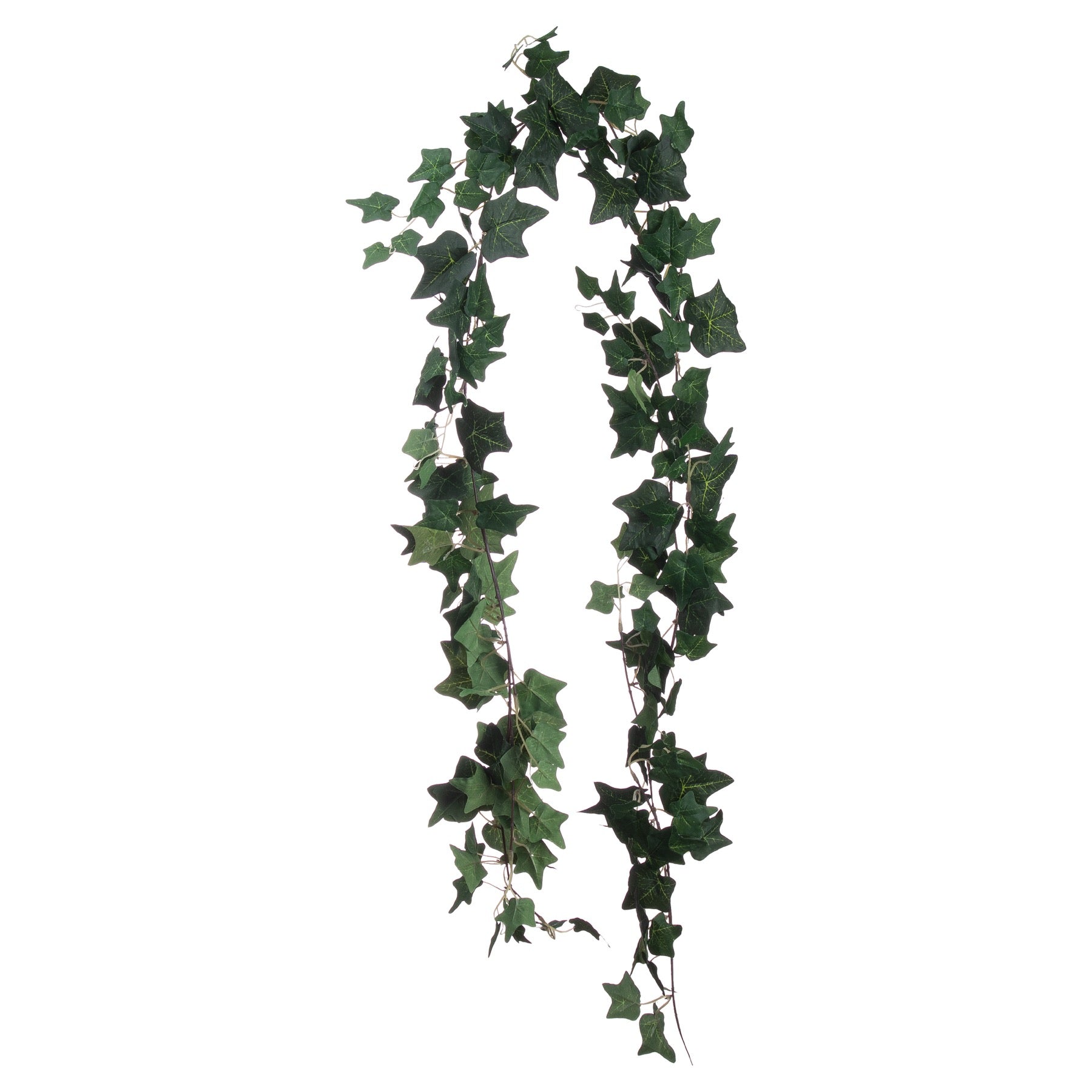 Ivy Garland_1808