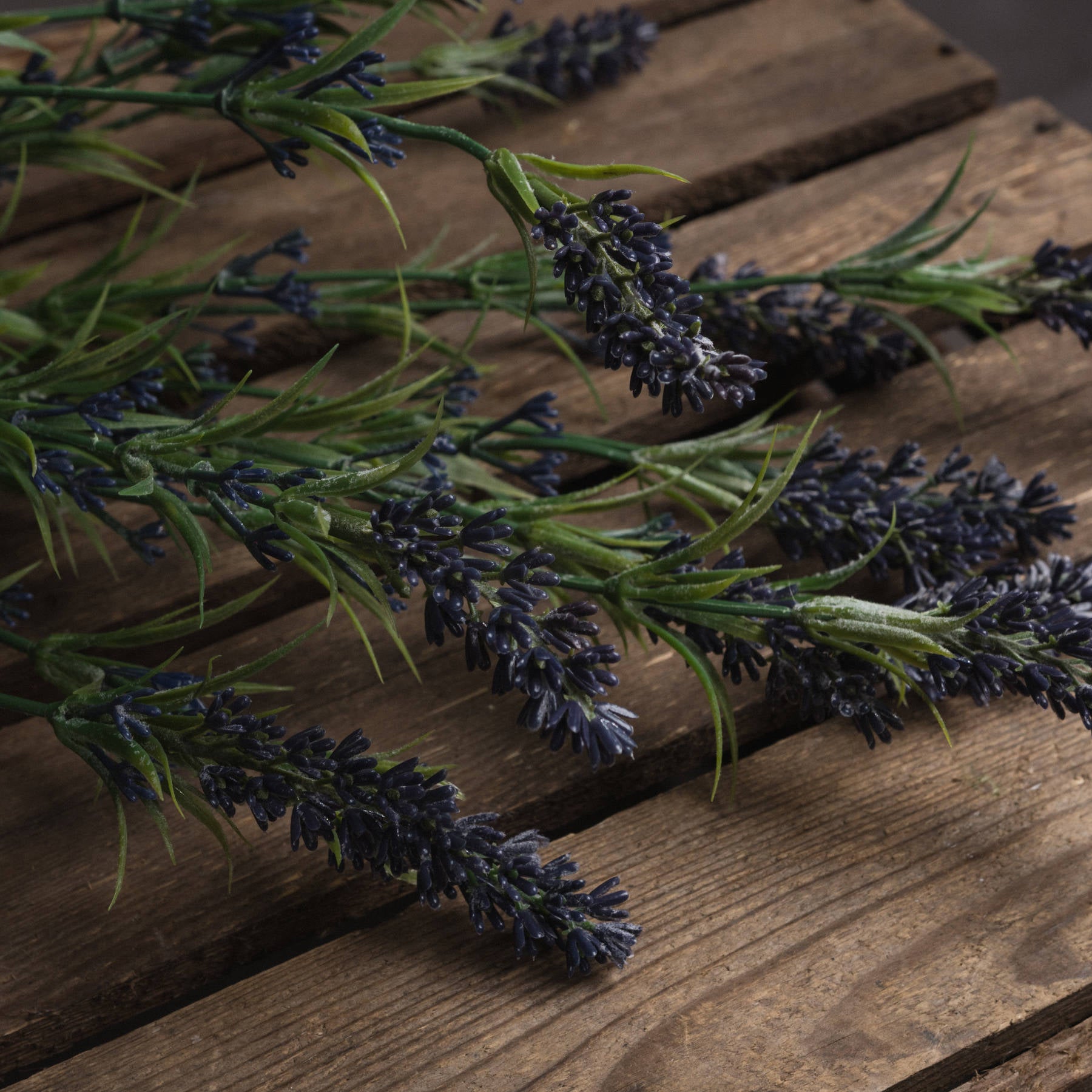 Large Lavender Bush_5070