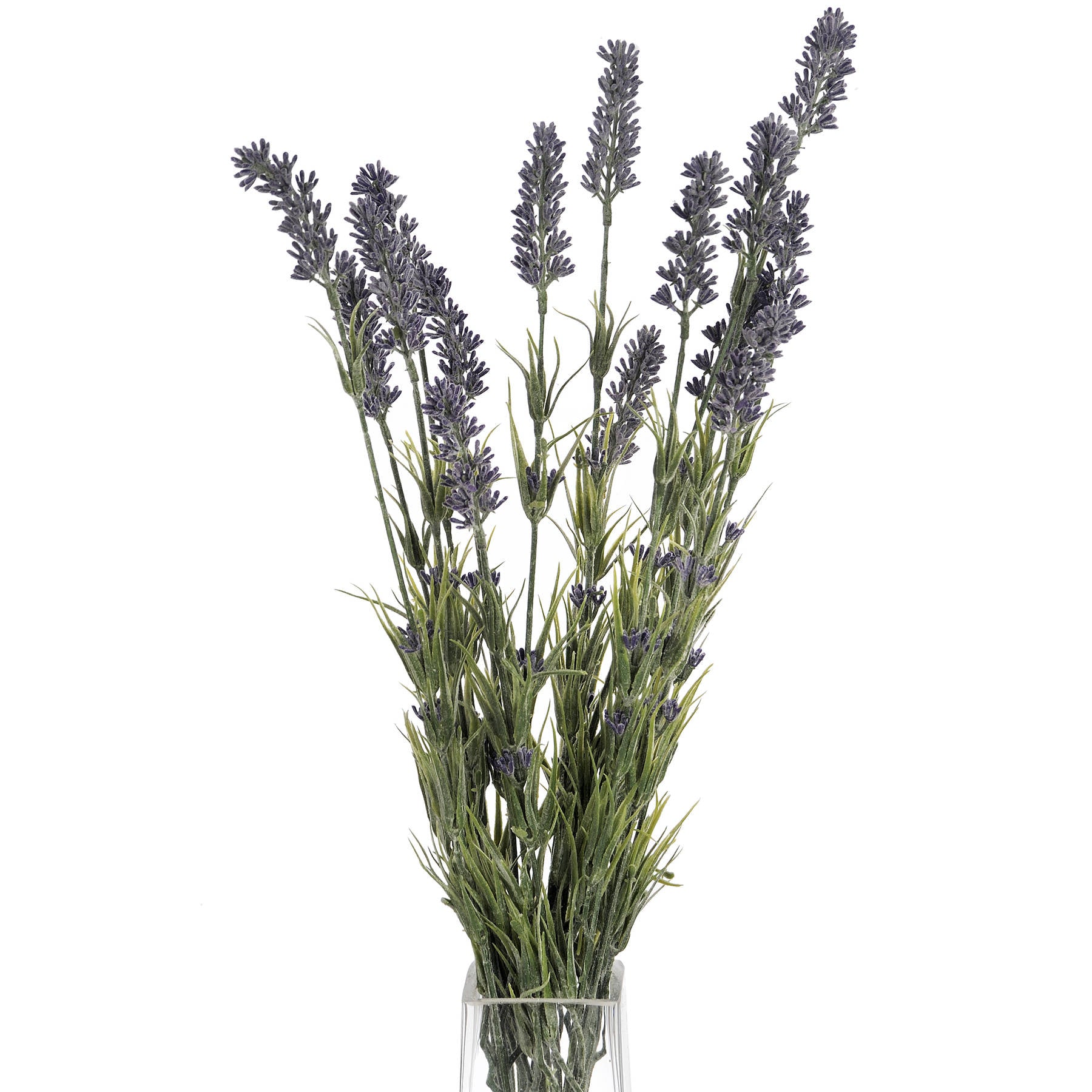 Large Lavender Bush_5072