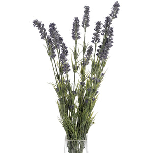 Large Lavender Bush_5072