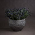 Large Lavender Bush_5068
