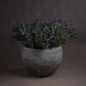 Large Lavender Bush_5068
