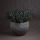Large Lavender Bush_5068