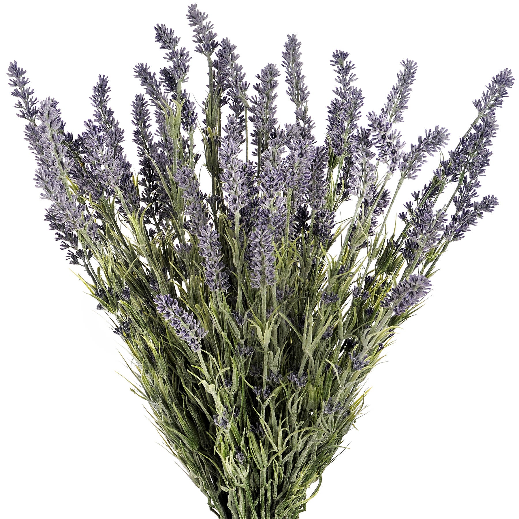 Large Lavender Bush_5071