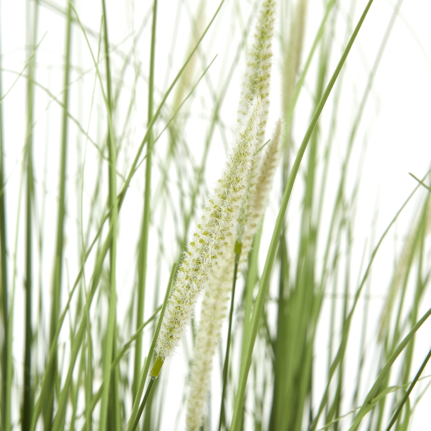 Large Onion Grass Plant In Pot_5079
