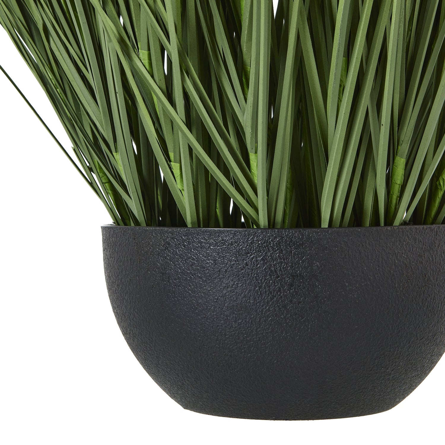 Large Onion Grass Plant In Pot_5080