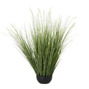 Large Onion Grass Plant In Pot_5078