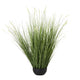 Large Onion Grass Plant In Pot_5078