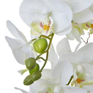 Large Orchid In Ceramic Pot_5149
