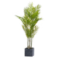 Large Paradise Potted Palm_5082