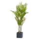 Large Paradise Potted Palm_5082