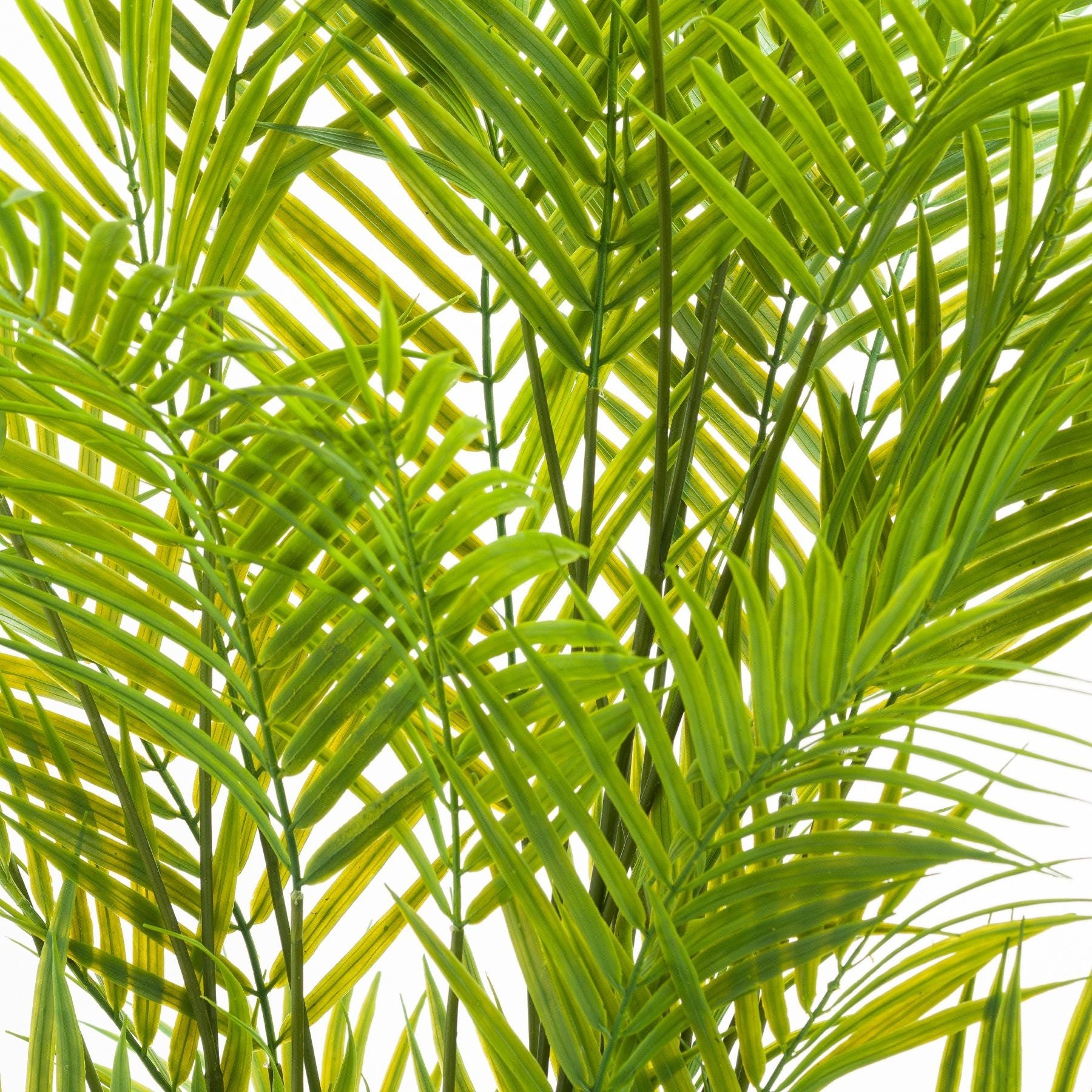 Large Paradise Potted Palm_5083
