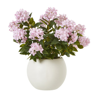 Hydrangea Plant In Pot_5086
